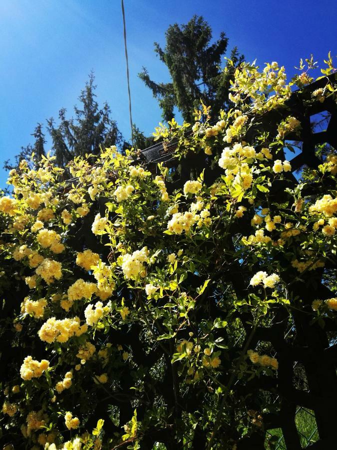 הוילה Mango Le Rose Di Mapi מראה חיצוני תמונה